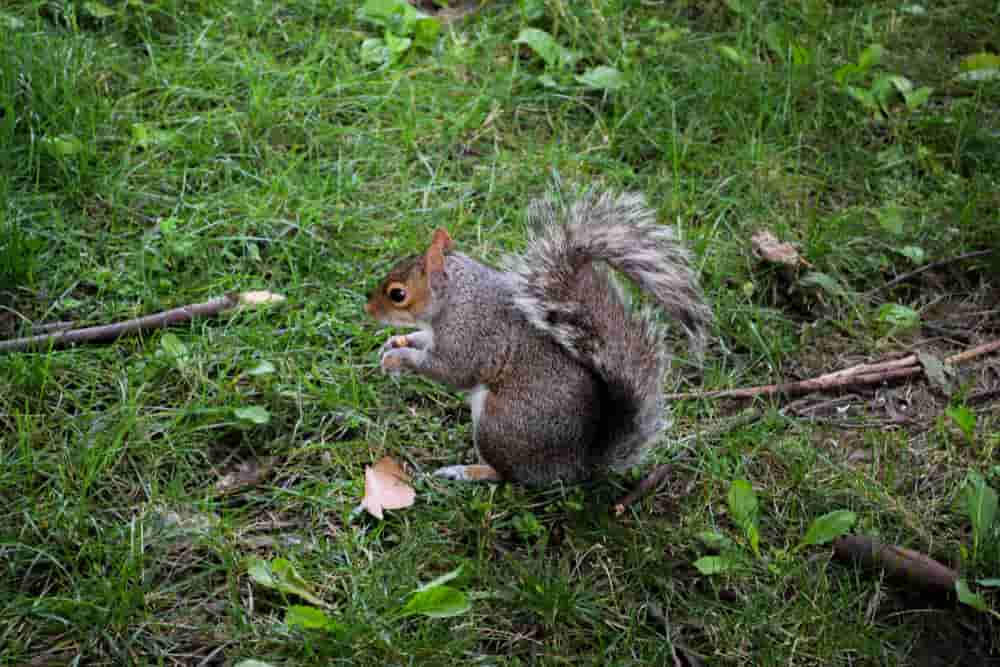 how long does a squirrel live