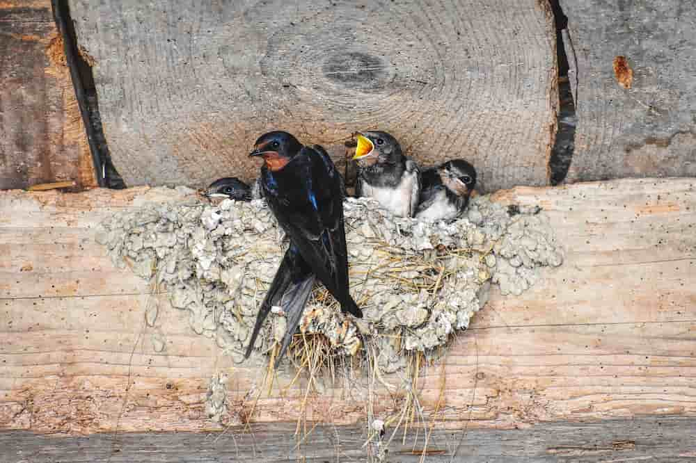 How swallows make nests