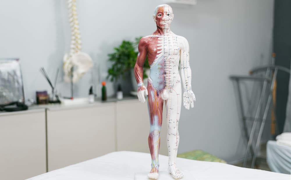 body surface model