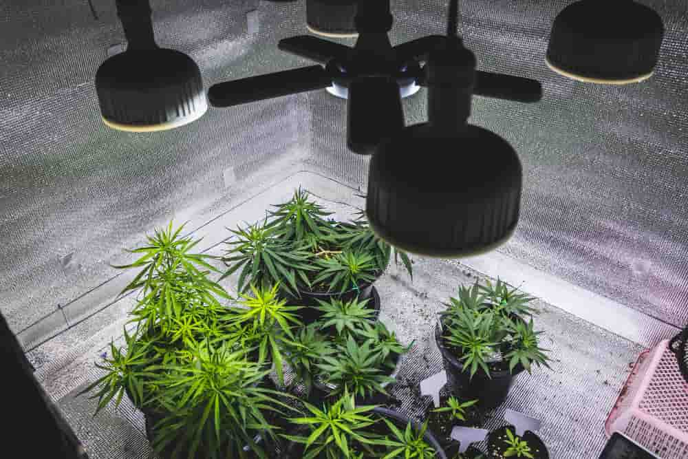 lights illuminate marijuana plants