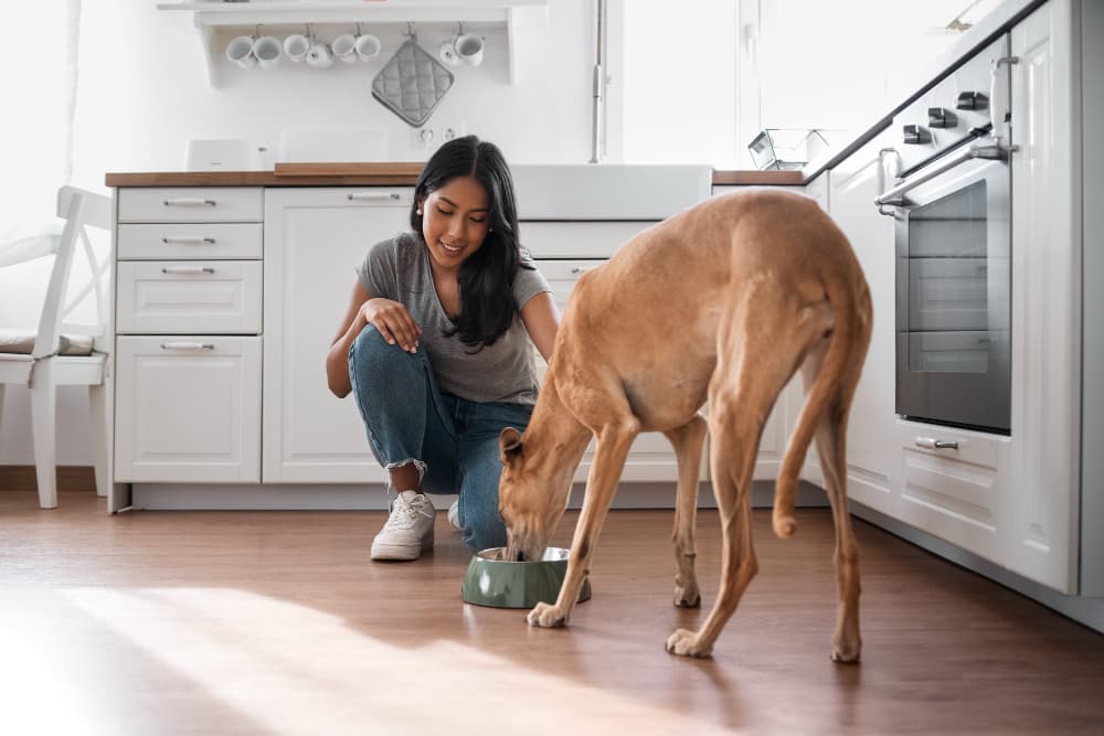 girl gives food to a dog