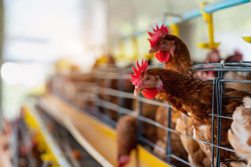 chickens in a modern chicken coop