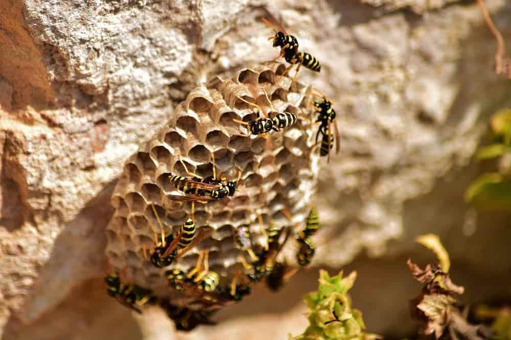 How to remove a wasp nest