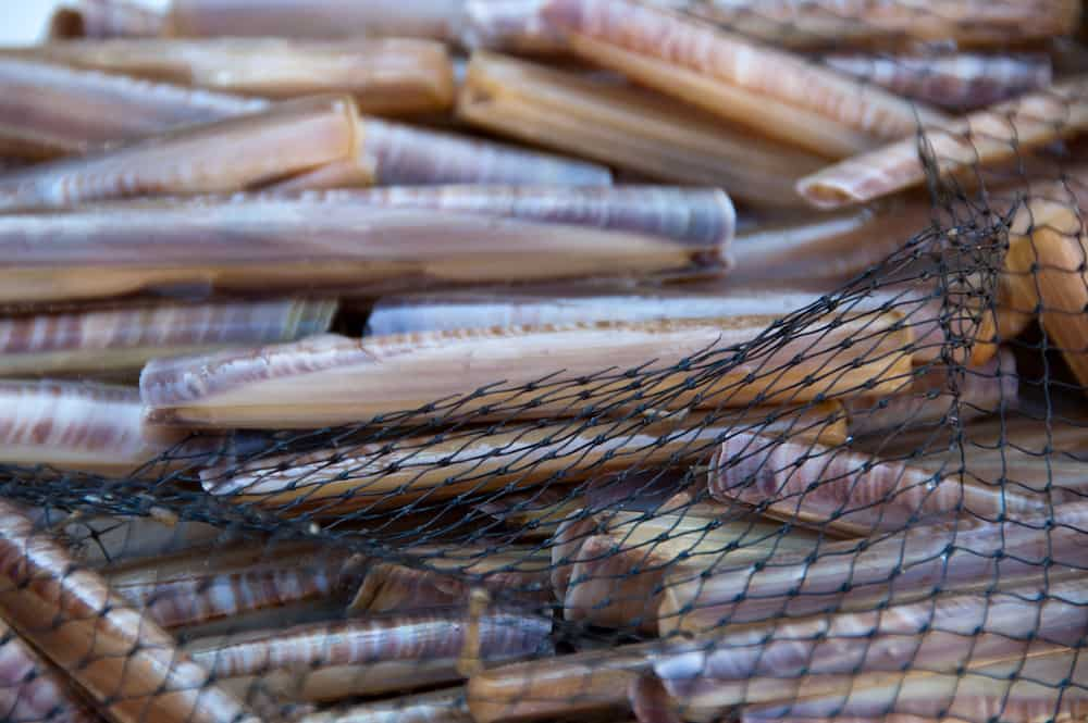 freshly caught razor clams