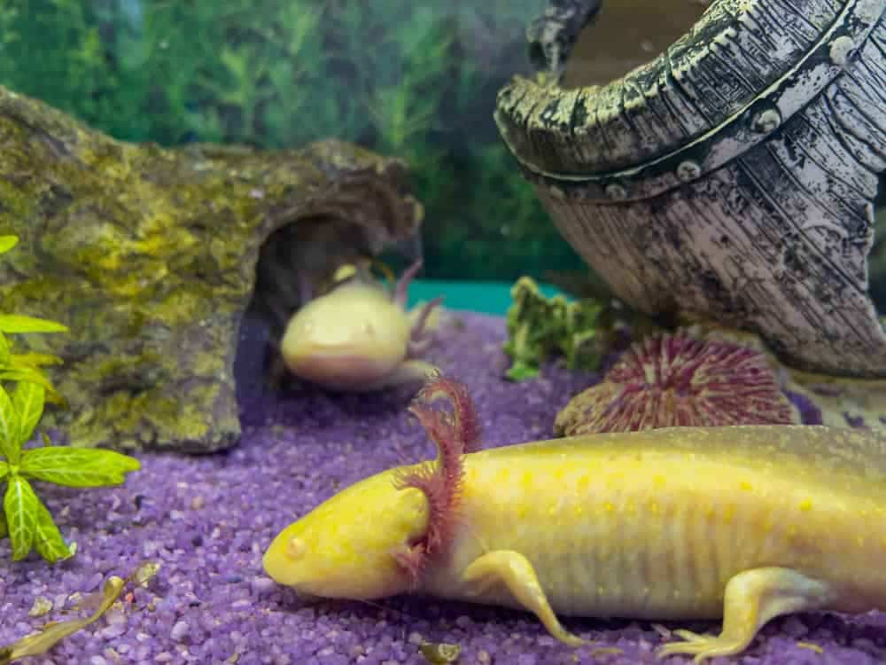 Axolotl buy