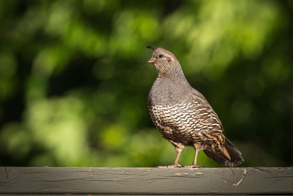 a specimen of quail chicken