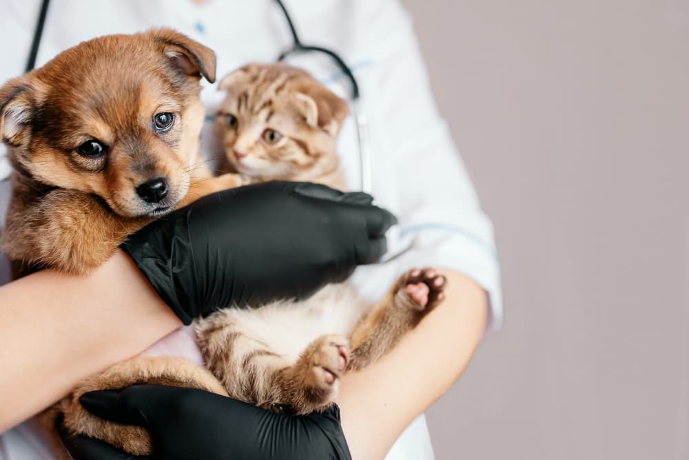 Veterinarian at home