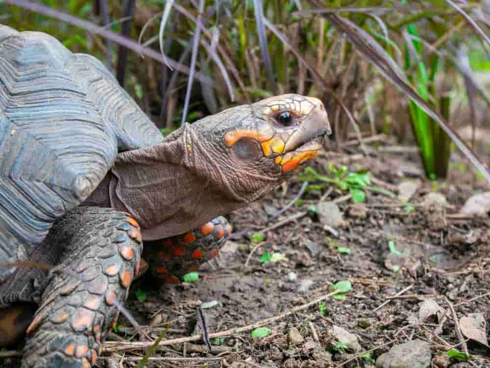 what are turtle eggs like?