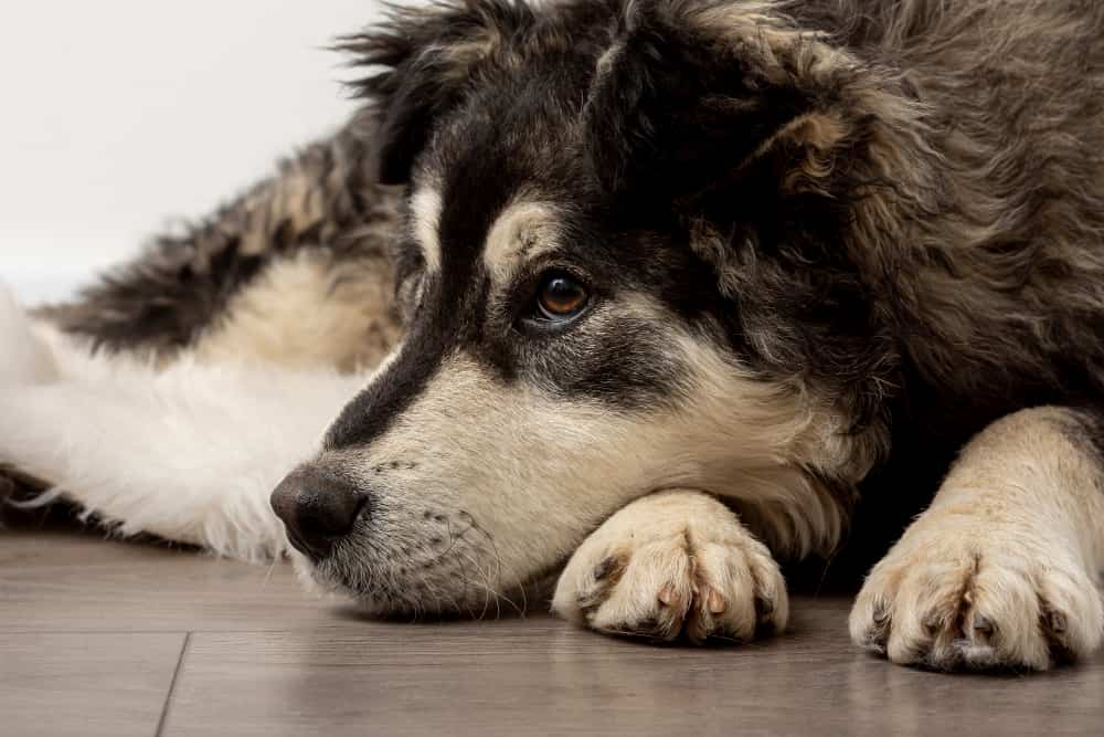 What does it mean when a dog dies with its eyes open?